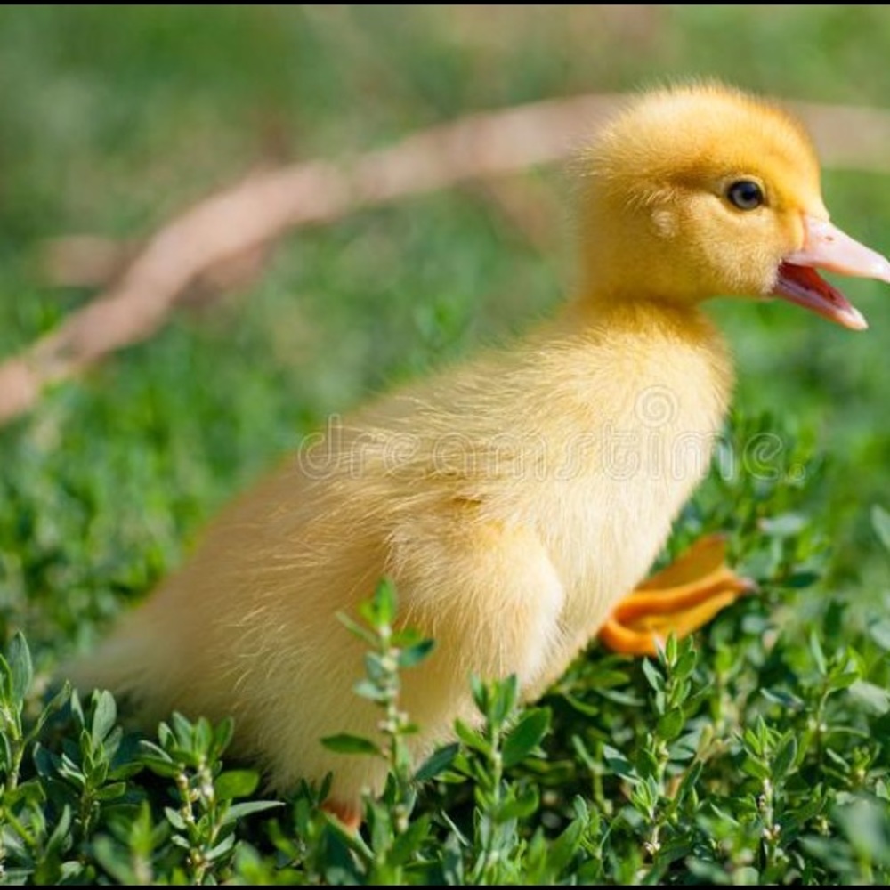 Meet your Posher, Ruby